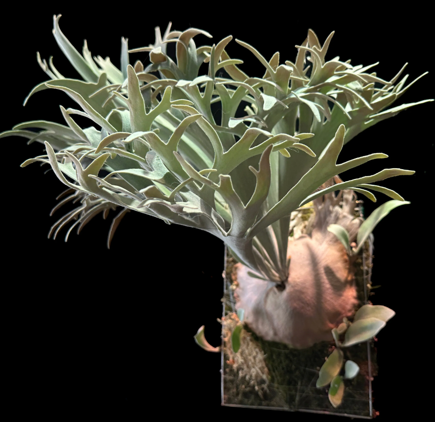 P. Pedro - Offset from Mother Plant - P -01