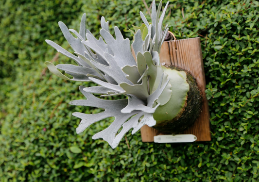 Platycerium 'Unicorn' sporeling mounted -UNI-02