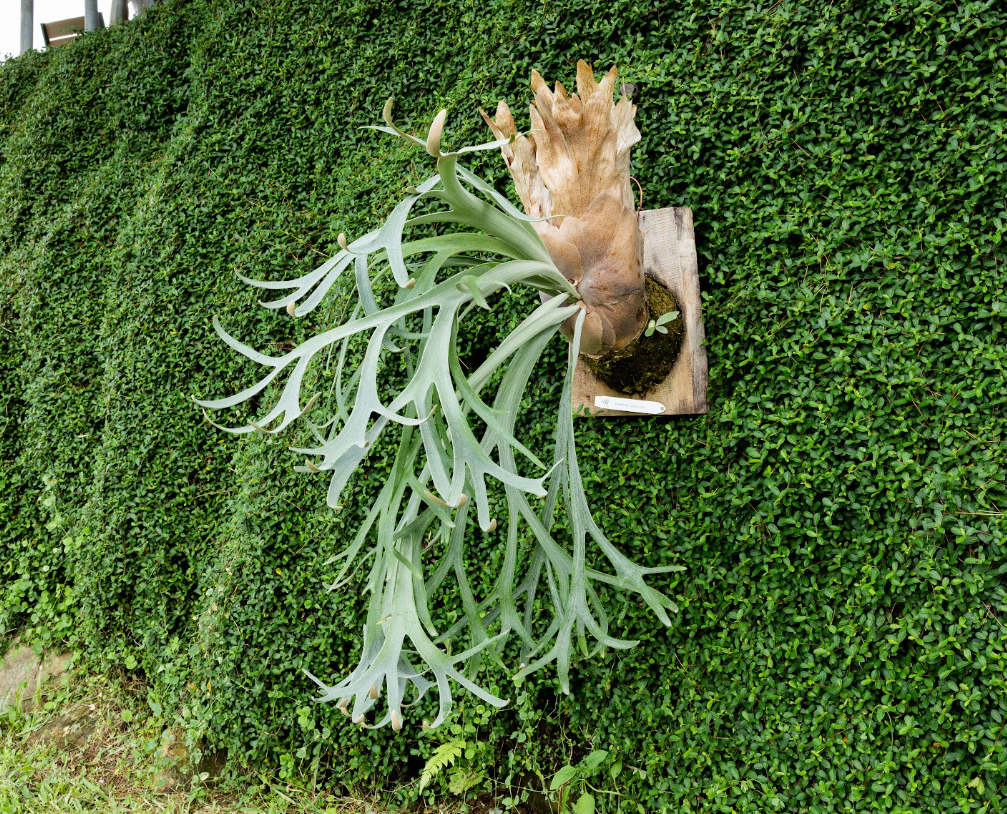 Platycerium willinckii 'Sunny cutie' mounted offset