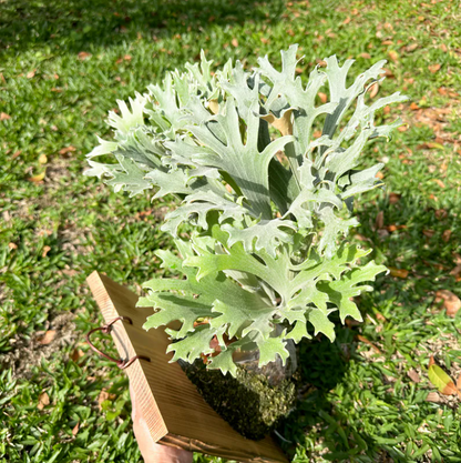 P.popcorn - Offset from Mother Plant - POP-01