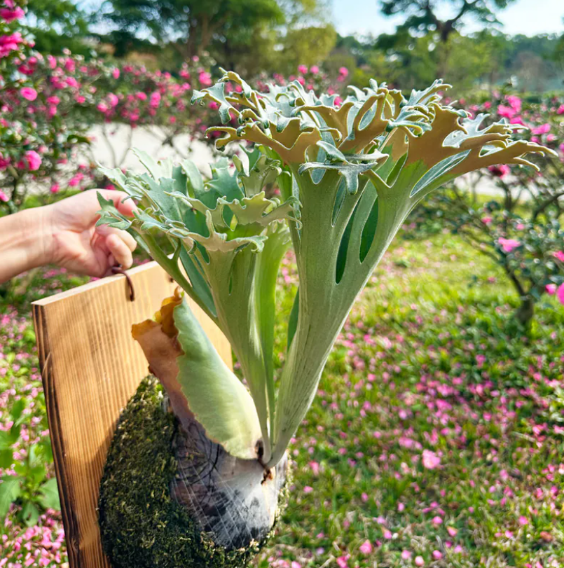 P.popcorn - Offset from Mother Plant - POP-01