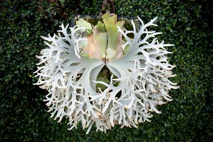 P.willinckii 'Jenny' - Offset from Mother Plant - JEN-02