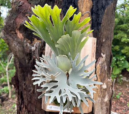 Platycerium Willinckii 'OMG' potted sporeling - OMG-01