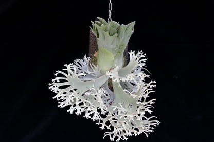 Platycerium Willinckii 'OMG' potted sporeling - OMG-01