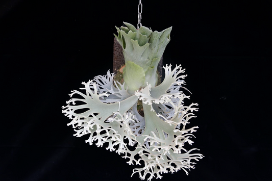 Platycerium Willinckii 'OMG' potted sporeling - OMG-01