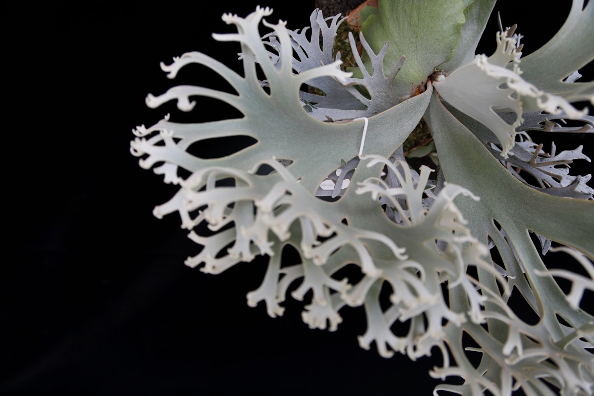 Platycerium Willinckii 'OMG' potted sporeling - OMG-01