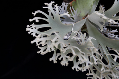 Platycerium Willinckii 'OMG' potted sporeling - OMG-01