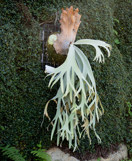 P. willinckii 'Unguis Albi' potted- Offset from Mother Plant - UA-02