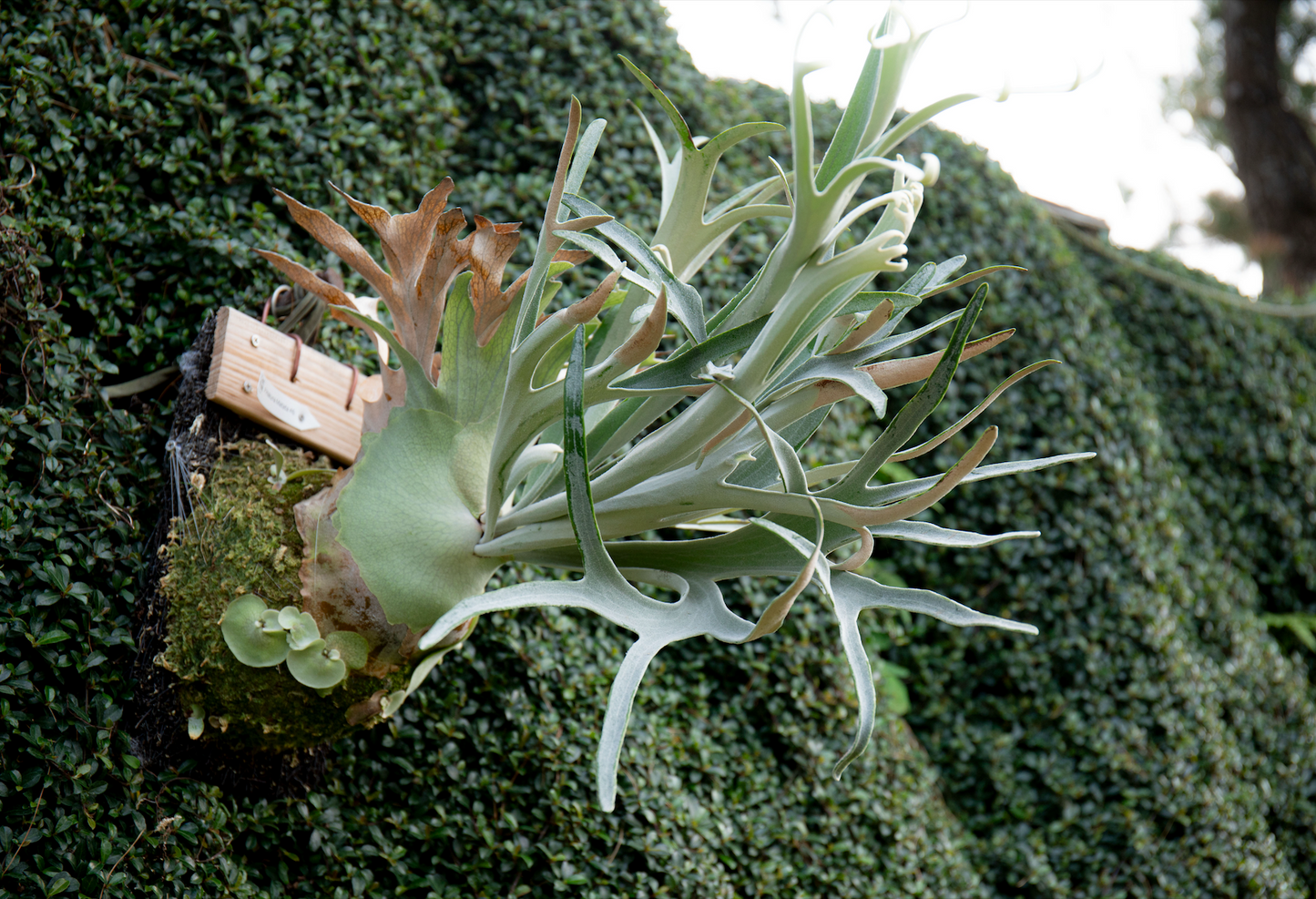P.  ‘Hakuna Matata’ -Offset from Mother Plant - HM -01