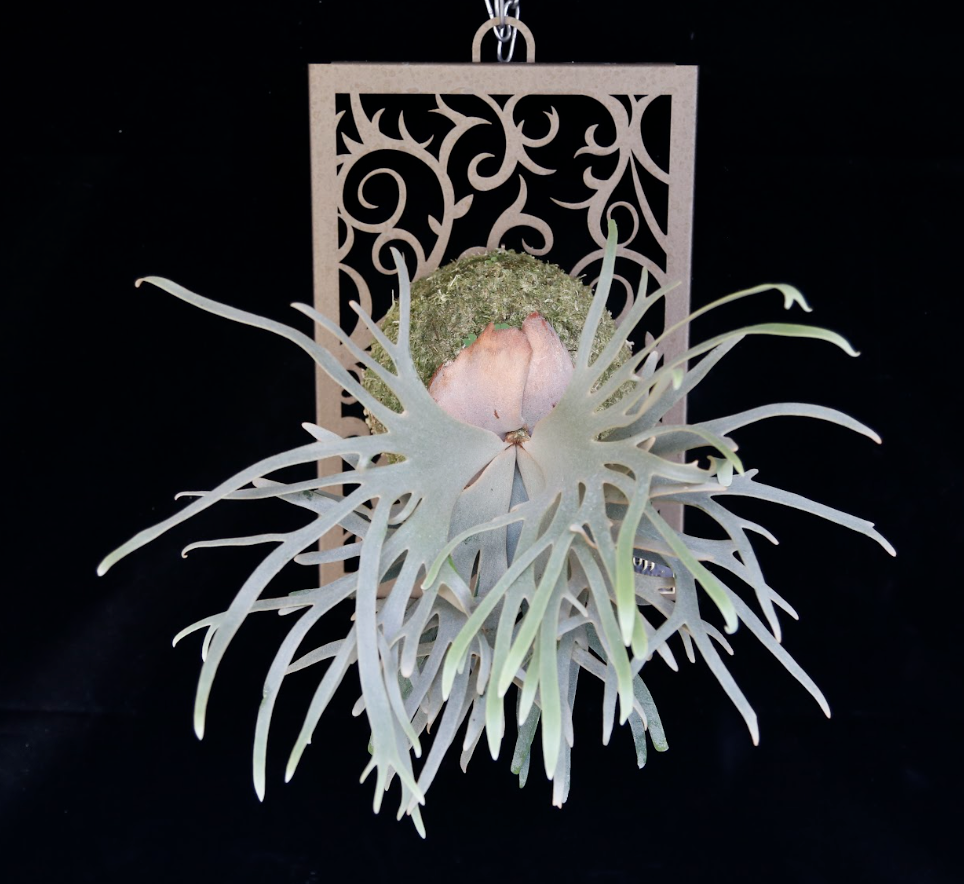 Platycerium willinckii ‘Jade Girl’ Sporeling — Potted (medium)