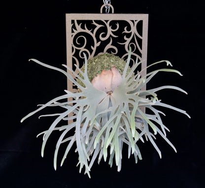 Platycerium willinckii ‘Jade Girl’ Sporeling — Potted (medium)