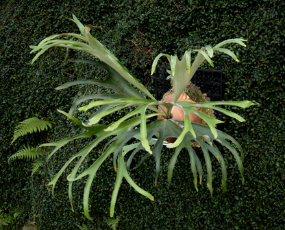 Platycerium alcicorne cv. Gorgon - ALG-01