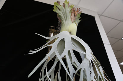 P. willinckii cv. ‘White Swan’ potted - WS -01