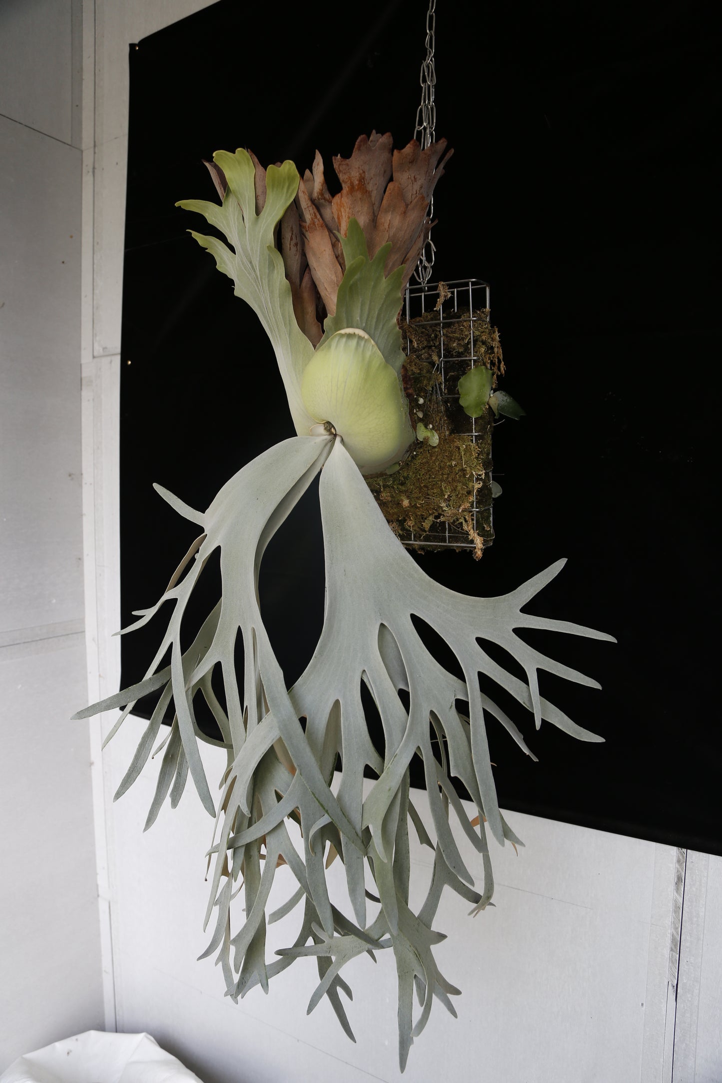 P. willinckii cv. ‘White Swan’ potted - WS -01
