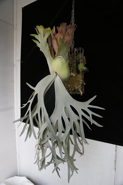 P. willinckii cv. ‘White Swan’ potted - WS -01