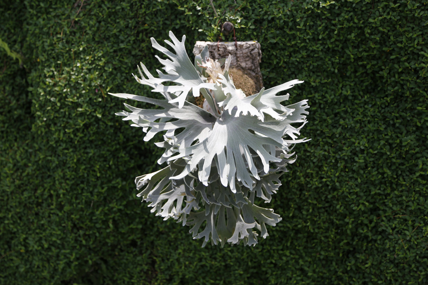 P.  ‘Celso’  - Offset from Mother Plant - CS -01