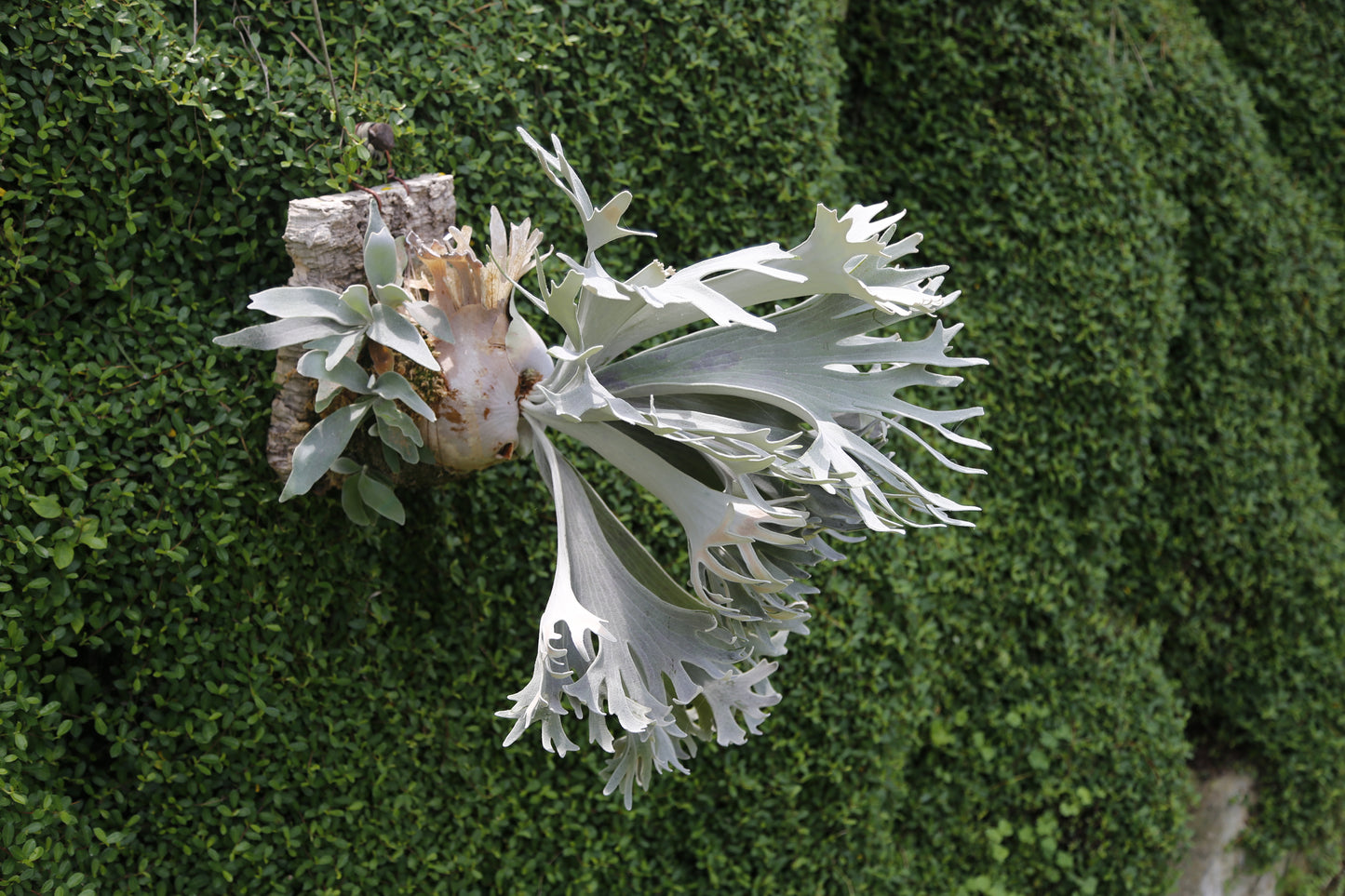 P.  ‘Celso’  - Offset from Mother Plant - CS -01