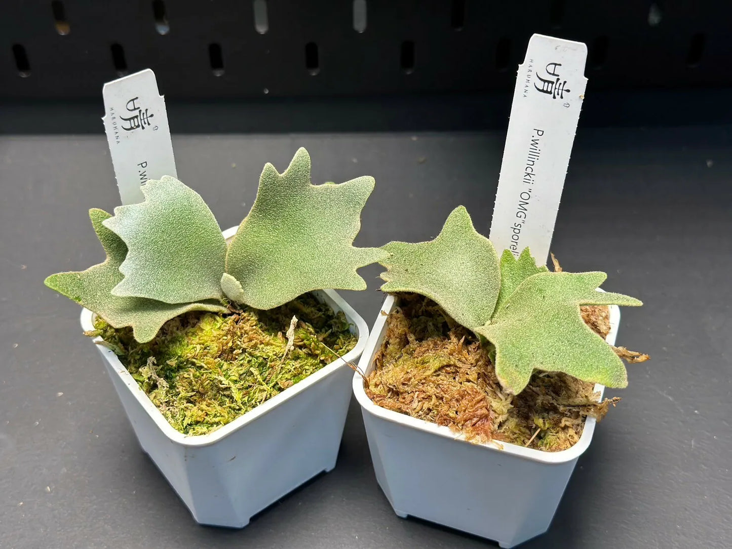 Platycerium Willinckii 'OMG' potted sporeling - (pre-order)