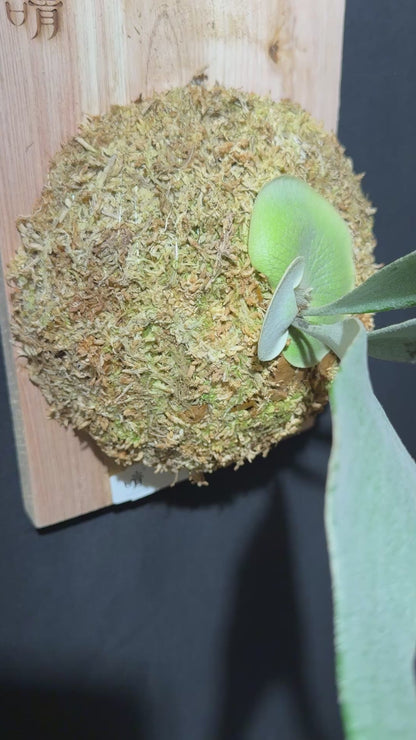 P. bifurcatum 'sp white' - Offset from Mother Plant - SPW-04