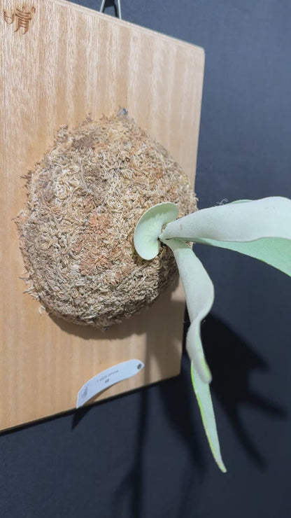 P.  veitchii ‘Lemoinei’  - Offset from Mother Plant - VL -01