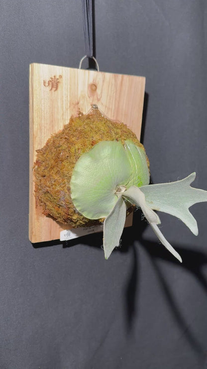 P. bifurcatum 'sp white' - Offset from Mother Plant - SPW-03