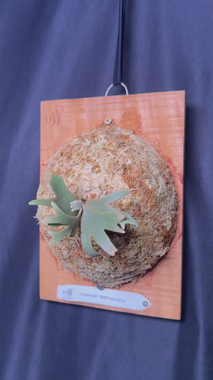 Platycerium Willinckii 'OMG' sporeling mounted - OMG-06