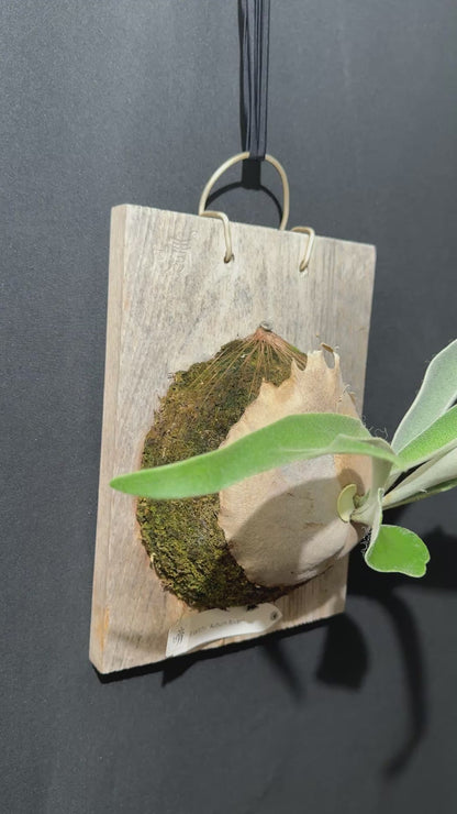 P. veitchii 'Auburn River' - Offset from Mother Plant - AR-04