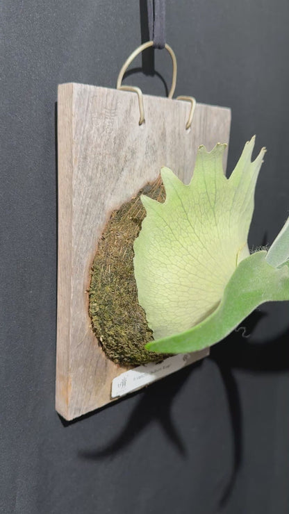 P. veitchii 'Auburn River' - Offset from Mother Plant - AR-04