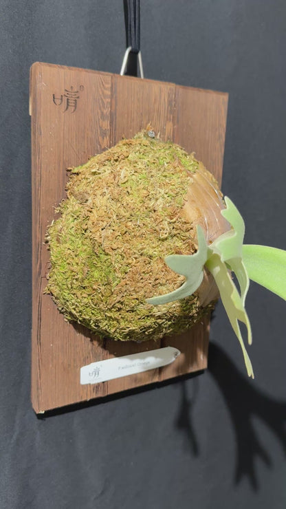 P.willinckii Omega - Offset from Mother Plant - OME-01