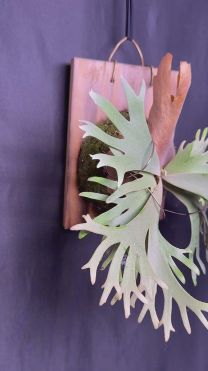 P. willinckii 'Jade Girl' sporeling -  JG-01