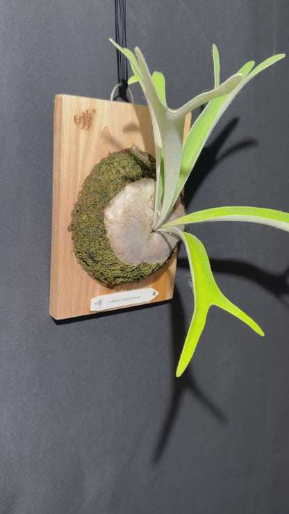 P. veitchii 'Auburn River' - Offset from Mother Plant - AR-02