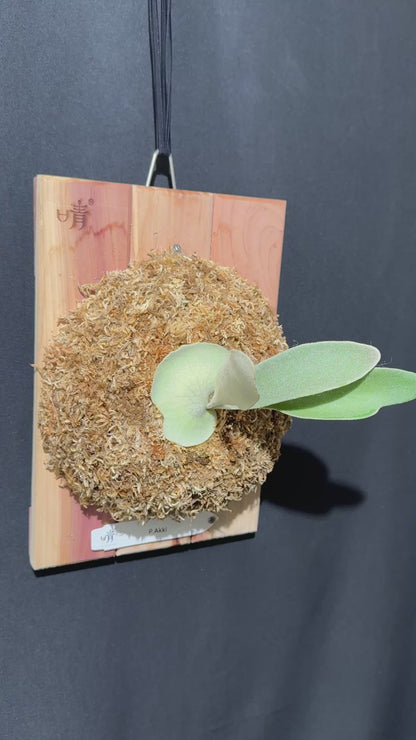 P. Akki -Mounted offset from Mother Plant - A-02