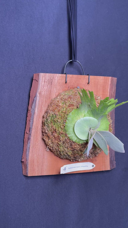 P.willinckii white heaven x AR sporeling  - WA - 01