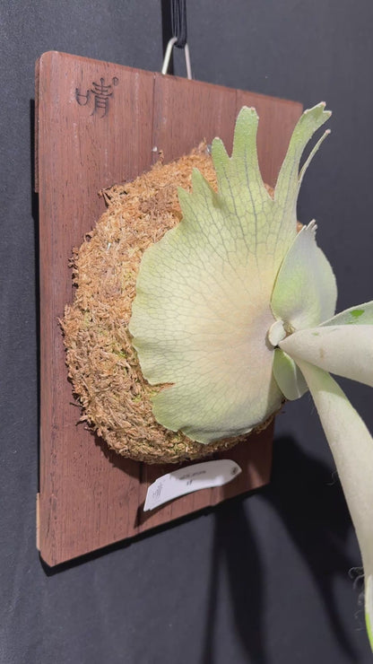 P.  veitchii ‘Lemoinei’  - Offset from Mother Plant - VL -01