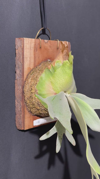 P.willinckii 'White Heaven' - Offset from Mother Plant  - WH-01