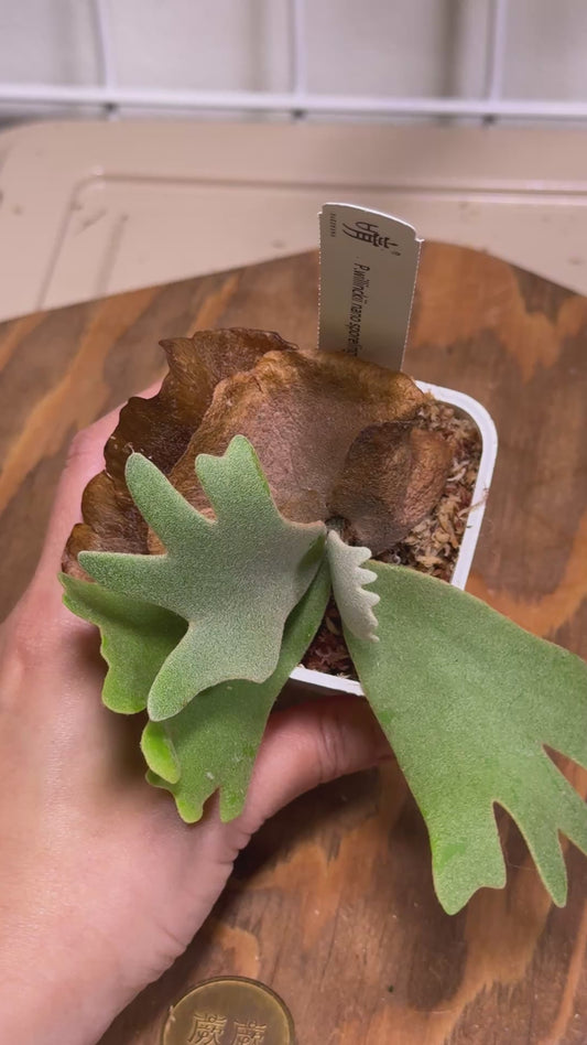 Special package - Potted P. willinckii 'nano' sporeling and P. willinckii 'OMG' sporeling
