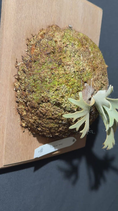 P.willinckii Jenny - Offset from Mother Plant - JEN-02
