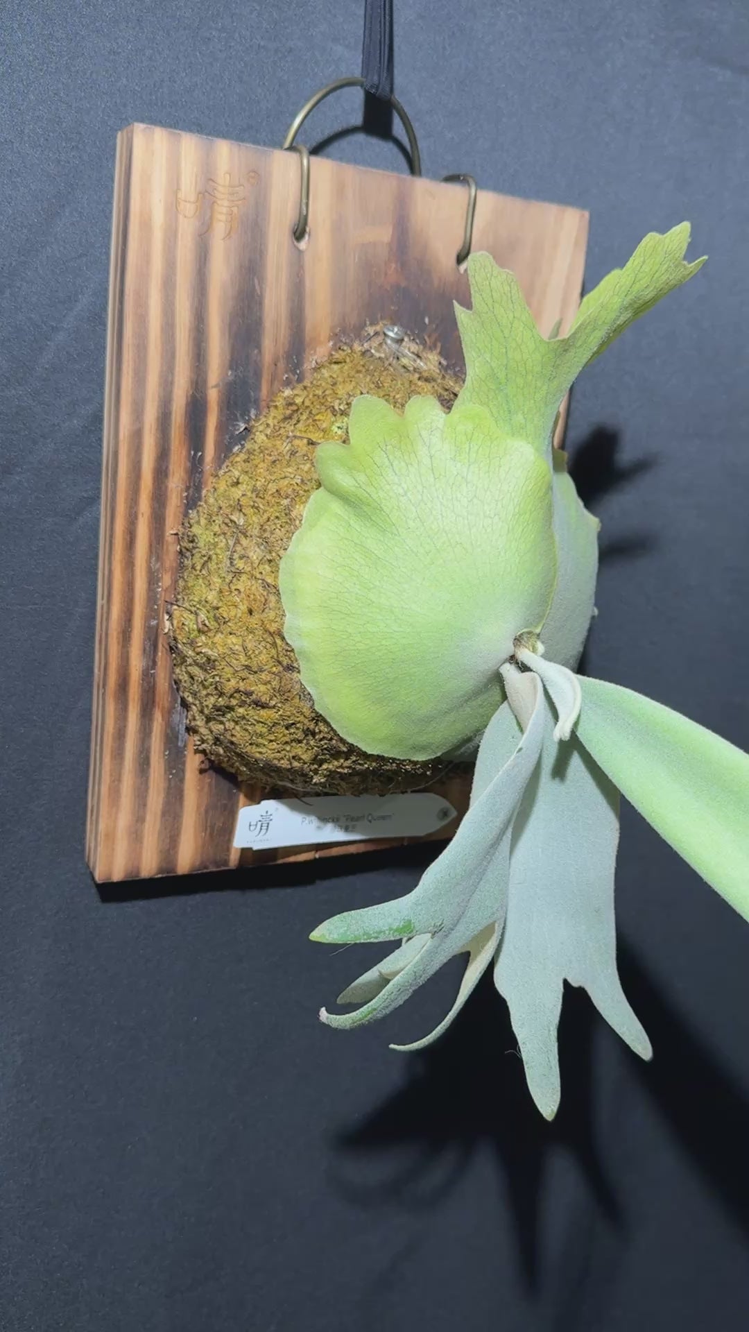 P.willinckii 'Pearl Queen' - Offset from Mother Plant - PQ-02