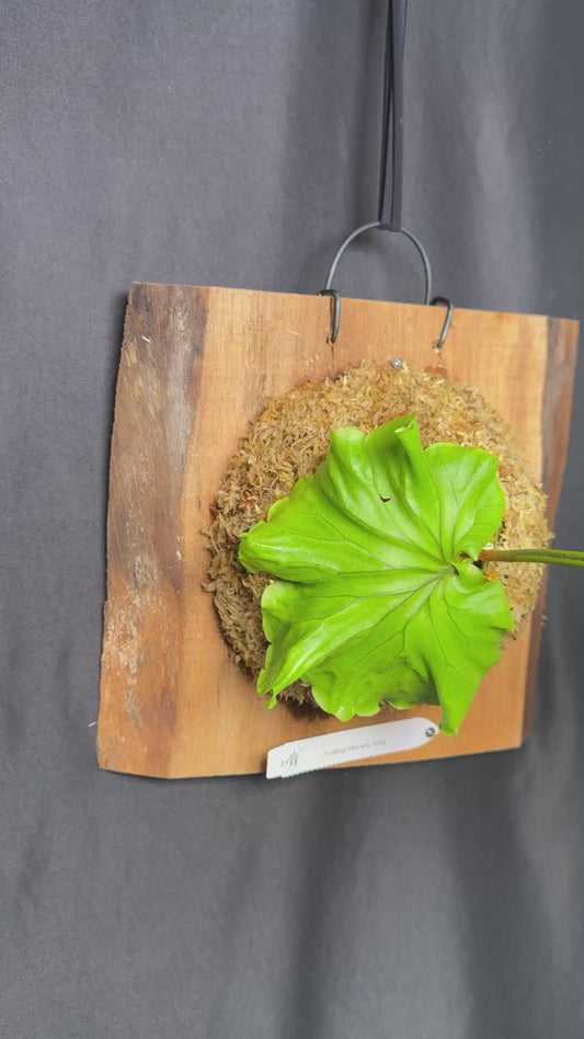 Platycerium ridleyi 'Monkey King' mounted pup -MK03