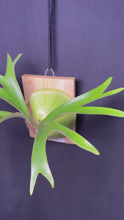 Platycerium alcicorne cv. Gorgon - ALG-01