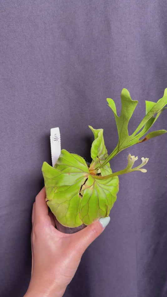Platycerium ridleyi potted