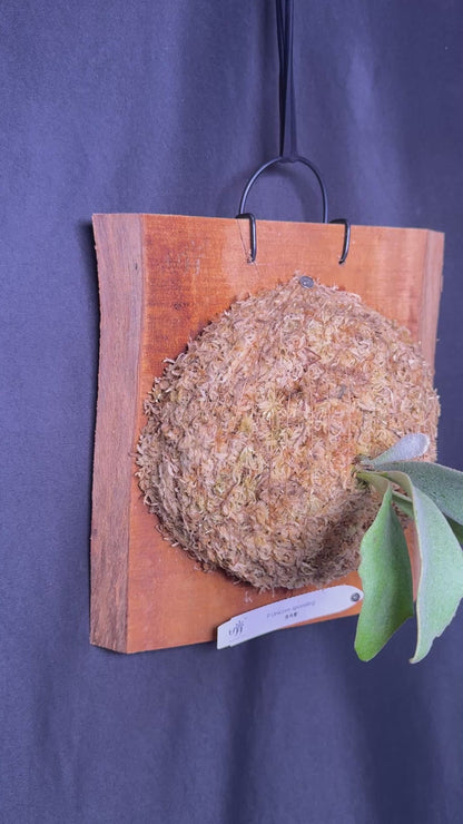 Platycerium 'Unicorn' sporeling mounted