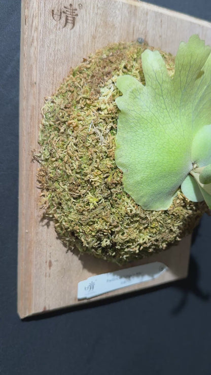 P. willinckii 'Unguis Albi' - Offset from Mother Plant - UA -01