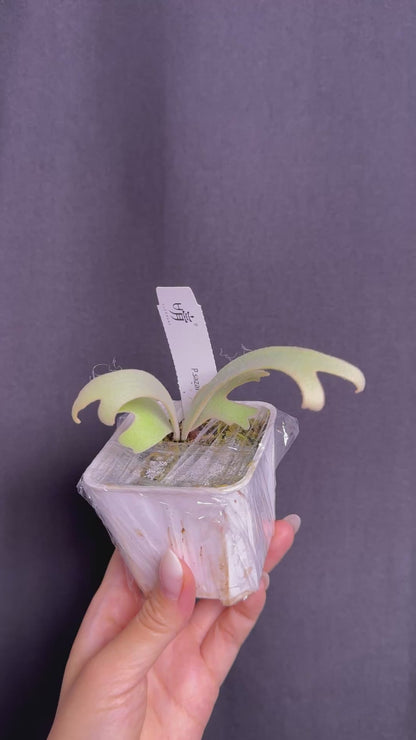 P. Sazanami
