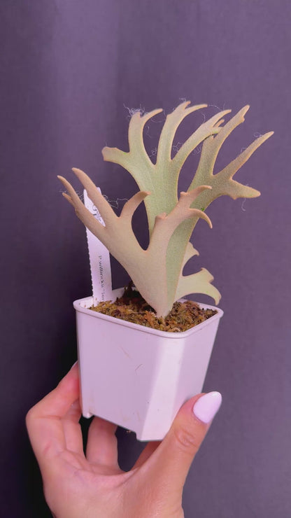P.willinckii 'Jenny' - Offset from Mother Plant - JEN-03