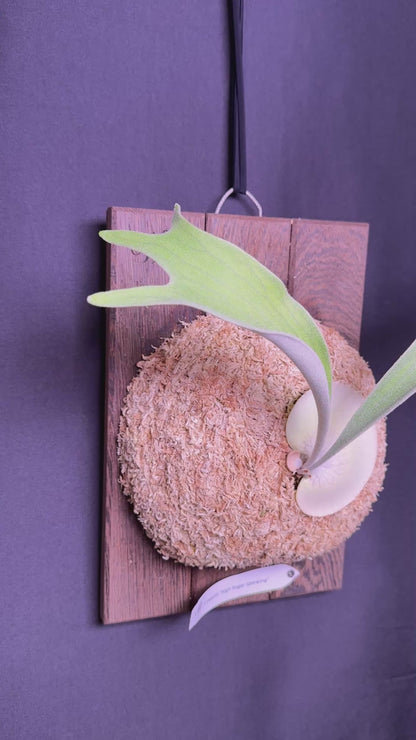 Platycerium veitchii 'High Finger' sporeling - HF - 01