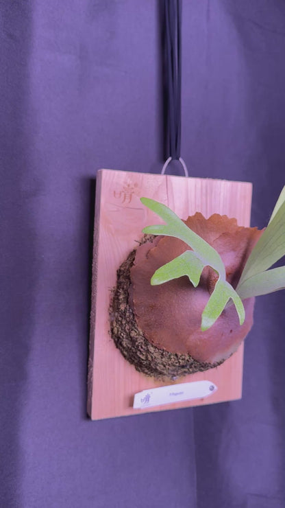 P. popcorn - Offset from Mother Plant - POP-01
