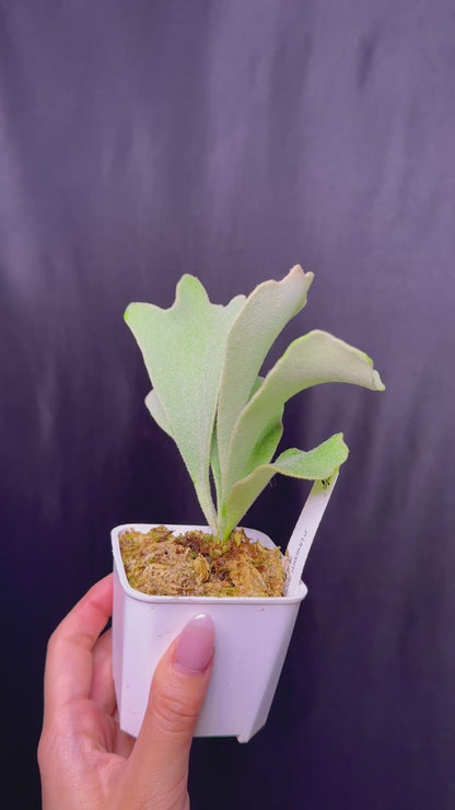 Platycerium 'Unicorn' sporeling potted