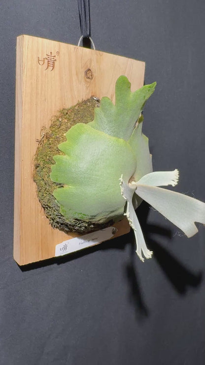 P.willinckii Jenny - Offset from Mother Plant - JEN-01