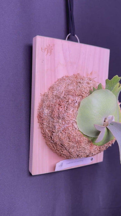 Platycerium willinckii 'Nano' sporeling mounted - NN07